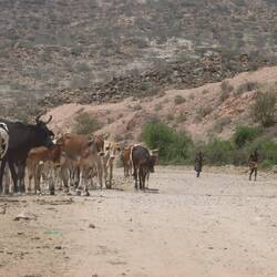 Unterwegs gibt es sehr selten Viehhirten...