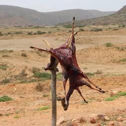 Fleisch wird hier mal wieder an der Straße angeboten