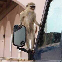 Ich bekomme dann Besuch von einem Affen...