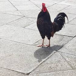 Die spazieren in Teror so herum 😊