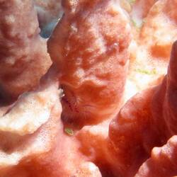 Hairy Crab