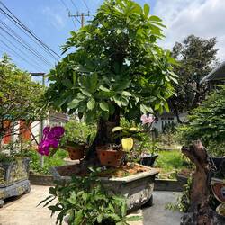 Eine der vielen Bonsai's im Garten