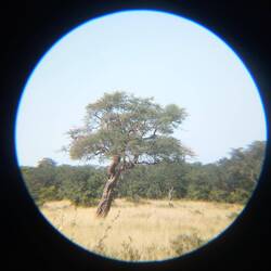 Kaum zu sehen der Leopard auf dem Baum