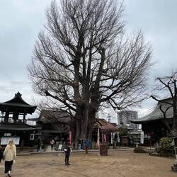 “The Great Ginkgo” er over 1.200 år