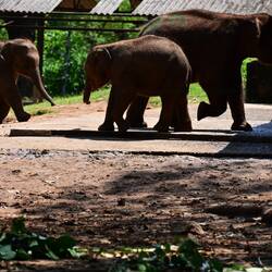 Feeding at the Elephant Transit Centre