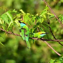 Two bee eaters