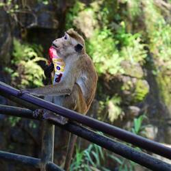 A cheeky monkey