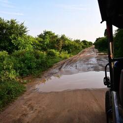 On safari