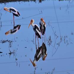 Painted storks