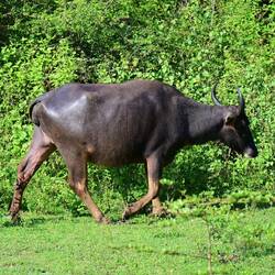 Water buffalo