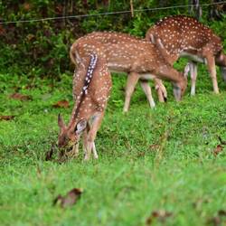 Spotted deer