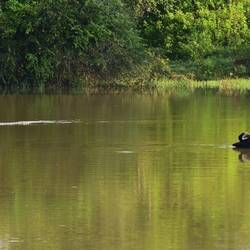 Crocodile and water buffalo