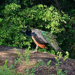Peacock