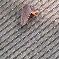 Ameise als Schwerarbeiter