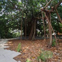 Im schattigen Garten des Biodiversitäts-Museums