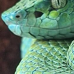 Eine der giftigsten Schlangen der Welt. Ihr Biss tötet innerhalb von 20 Sekunden.