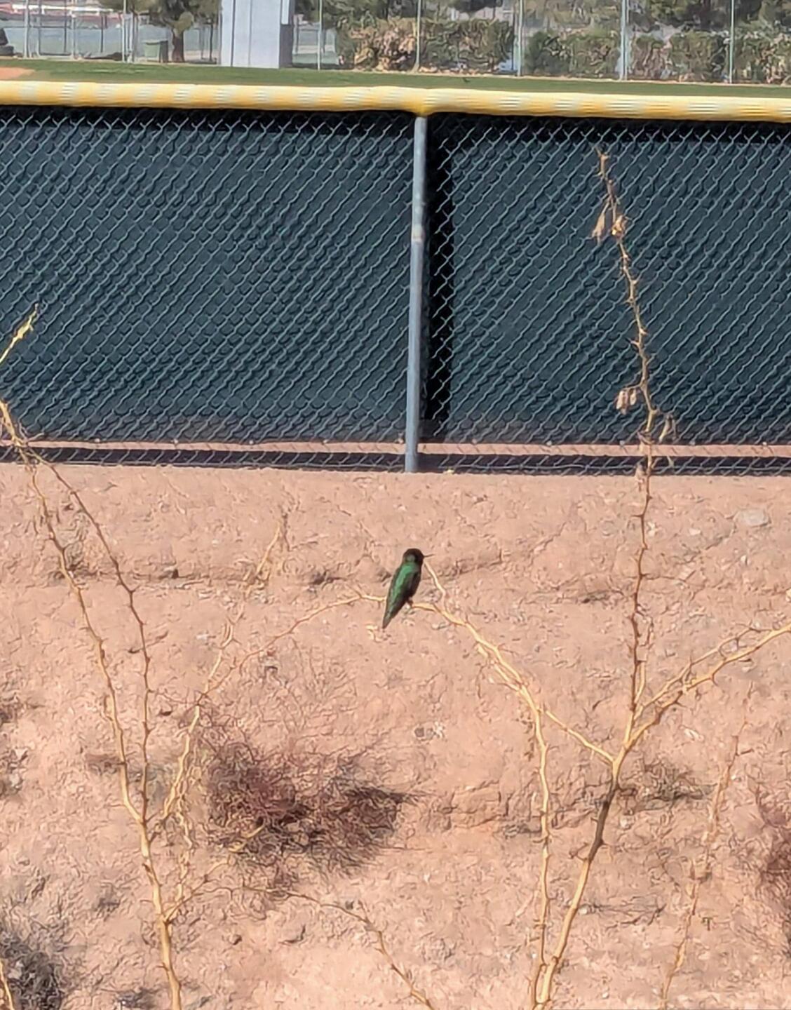 This guy landed on a mesquite bush