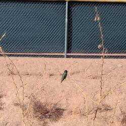 This guy landed on a mesquite bush