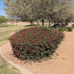 Fairy duster is really full today