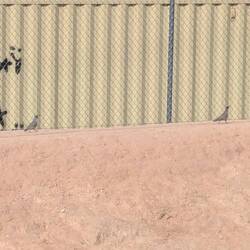 Gamble quails out for a walk