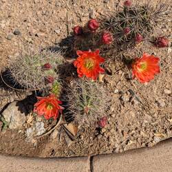 Cacti by the entrance
