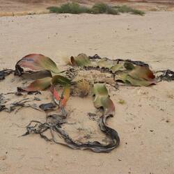 ... vorbei an alten Wlwitschia-Pflanzen...