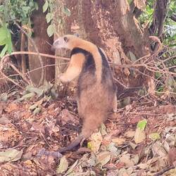 Kleiner Ameisenbär, klettert dann in den Baum