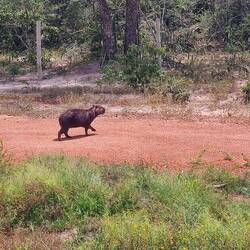 Wasserschweine, oder Capivara