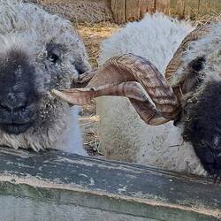 Blacknose Valais Sheep