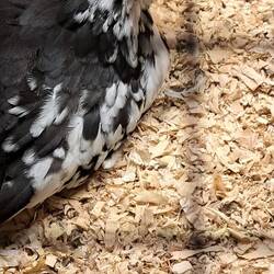 I couldn't find the eyes on this guy: they must be behind those tufts.