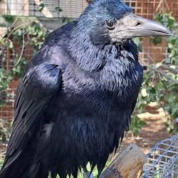 This crow demanded a pic be taken. Who argues w/ something that looks this ominous?