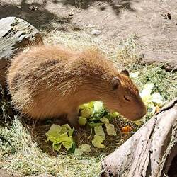 The Capybara: largest living rodent, native to S America.