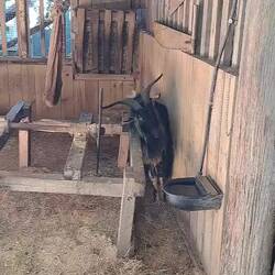 Pretty agile for a critter this size...