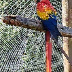 Fun fact: all macaws are parrots, but not all parrots are macaws.