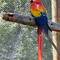Fun fact: all macaws are parrots, but not all parrots are macaws.