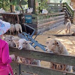 Awassi Sheep: trying to encourage food from the little girl.