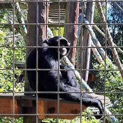 What's a Reserve/zoo w/o some monkeys?