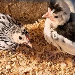 There was a breeding area w/ little new-born chicks of all colors.