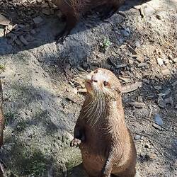 Asian Short-Clawed Otter: smallest living otter in the world. And too cute for words.