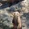 Asian Short-Clawed Otter: smallest living otter in the world. And too cute for words.