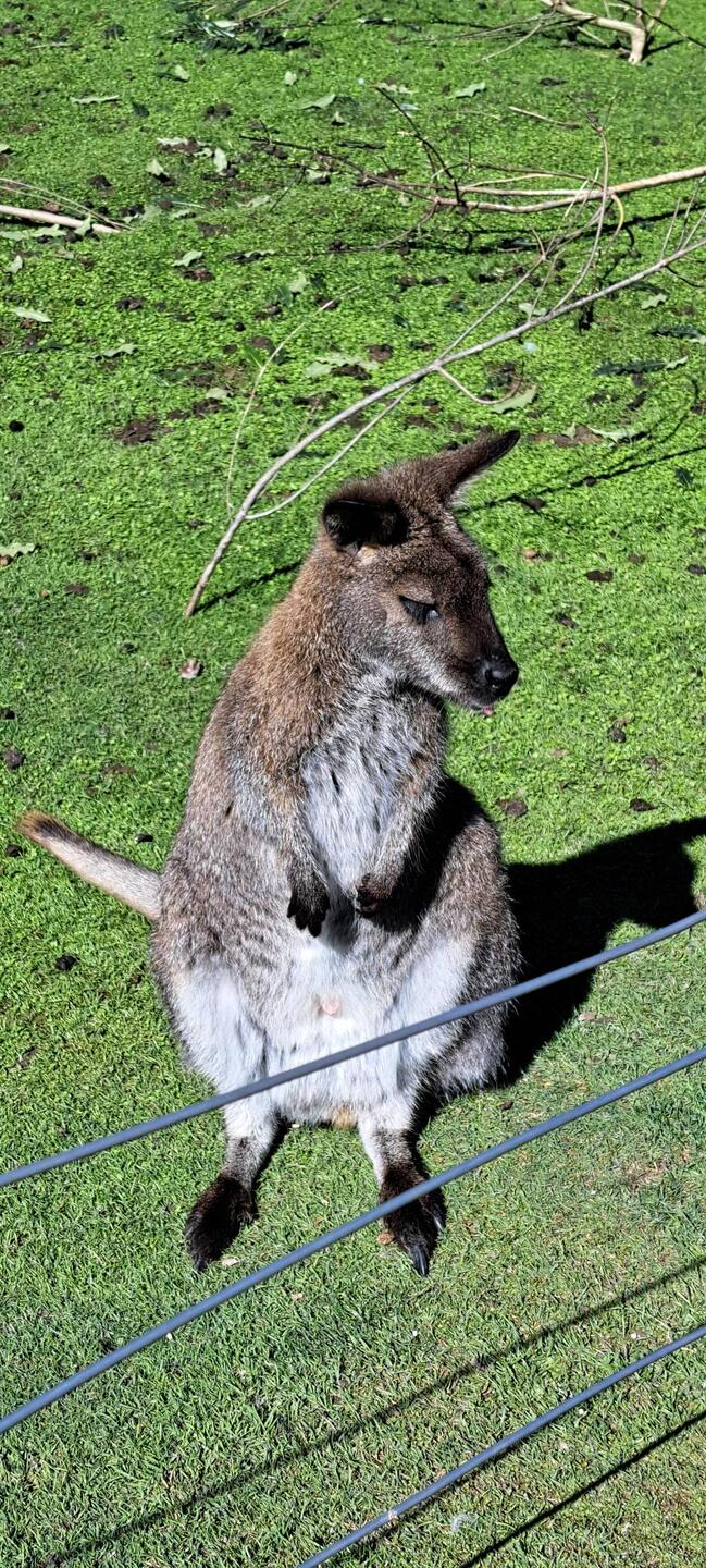 Wallabies are cute; smaller version of a 'roo, but apparently less aggressive & quite the pest here.