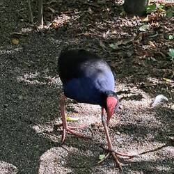 Australian Water Bird -- they were running around all over the place.