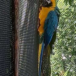 I love macaws!
