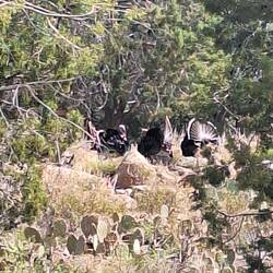 Found some wild turkeys