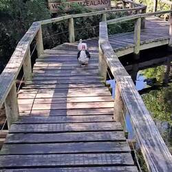 They're like puppies that waddle! They can even catch food mid-air then shake their 'tails'!