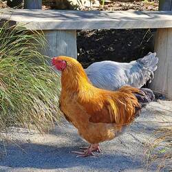 Chickens just make for great photos...
