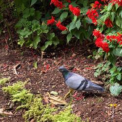 A pigeon posing forposing for Kyrie
