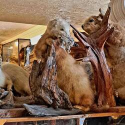 Some people collect card-plaing dogs on black velvet, some like aggressive varmints.