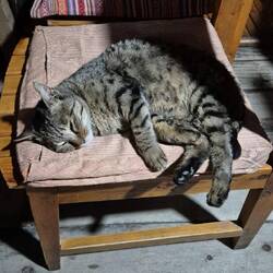 Und ne Katze gibt's im neuen Gasthaus auch wieder 😍