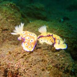 Tryons Hyselododoris